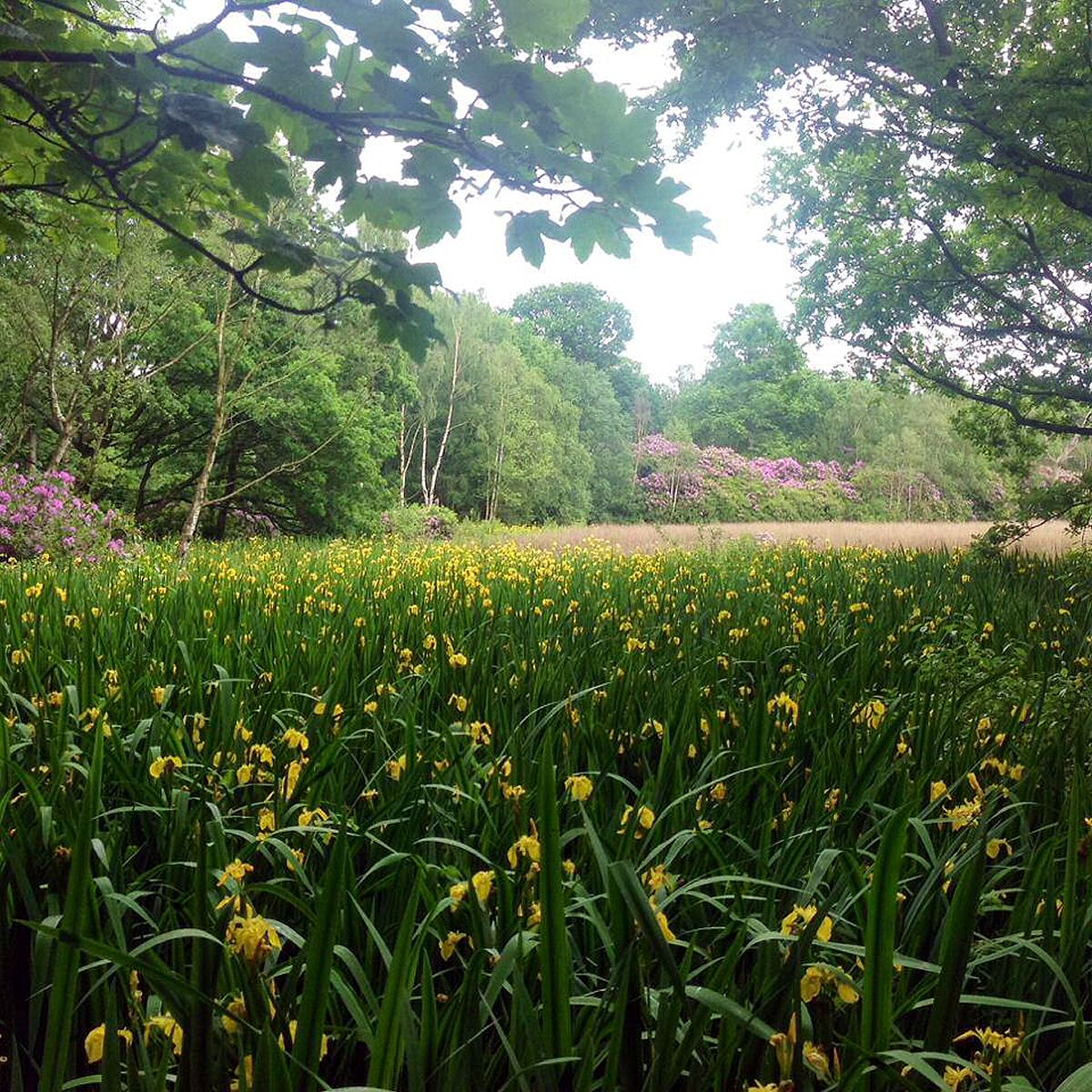 Friends of Acornfield Plantation